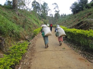 Bue fiels tea garden
